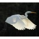 White Heron White Heron
